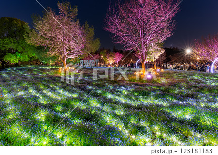 東京 足立区 舎人公園 ネモフィラ花壇の夜景 東京 足立区 舎人公園 ネモフィラ花壇の夜景 123181183