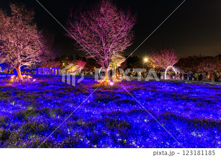 東京　足立区　舎人公園　ネモフィラ花壇の夜景 123181185