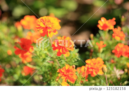 鮮やか マリーゴールドの花 鮮やか マリーゴールドの花 123182158