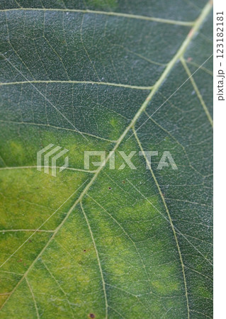 プセウドボンバックス・エリプティクムの葉脈 プセウドボンバックス・エリプティクムの葉脈 123182181