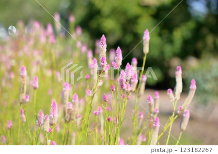 明るい　ノゲイトウの花 123182267