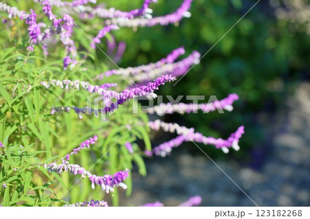 爽やか　秋花　サルビア　レウカンサの花 123182268