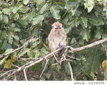 The Kinabatangan river is one of the best and most easily accessible places to see wildlife in Asia! Including so much of Sabah's most sought after wildlife: Orang-utans, proboscis monkeys. 123182856