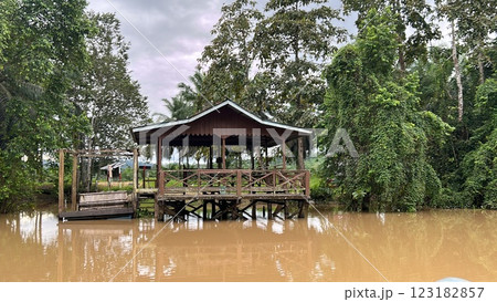 The Kinabatangan river is one of the best and most easily accessible places to see wildlife in Asia! Including so much of Sabah's most sought after wildlife: Orang-utans, proboscis monkeys. 123182857