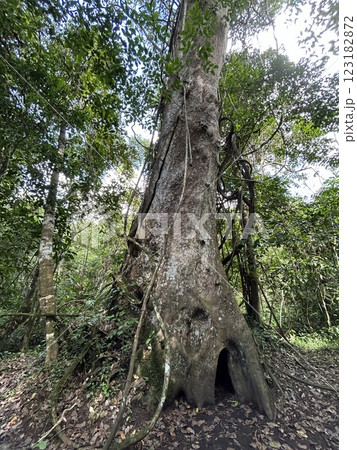 The Kinabatangan river is one of the best and most easily accessible places to see wildlife in Asia! Including so much of Sabah's most sought after wildlife: Orang-utans, proboscis monkeys. The Kinabatangan river is one of the best and most easily accessible places to see wildlife in Asia! Including so much of Sabah's most sought after wildlife: Orang-utans, proboscis monkeys. 123182872