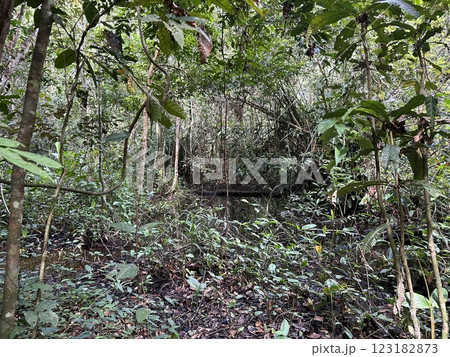 The Kinabatangan river is one of the best and most easily accessible places to see wildlife in Asia! Including so much of Sabah's most sought after wildlife: Orang-utans, proboscis monkeys. 123182873