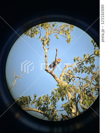 The Kinabatangan river is one of the best and most easily accessible places to see wildlife in Asia! Including so much of Sabah's most sought after wildlife: Orang-utans, proboscis monkeys. 123182880