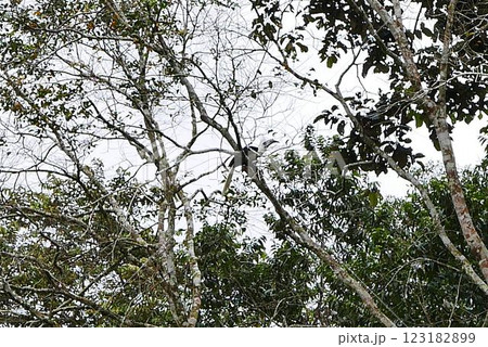 The Kinabatangan river is one of the best and most easily accessible places to see wildlife in Asia! Including so much of Sabah's most sought after wildlife: Orang-utans, proboscis monkeys. 123182899