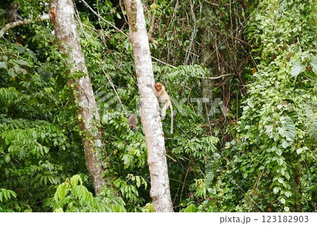 The Kinabatangan river is one of the best and most easily accessible places to see wildlife in Asia! Including so much of Sabah's most sought after wildlife: Orang-utans, proboscis monkeys. 123182903