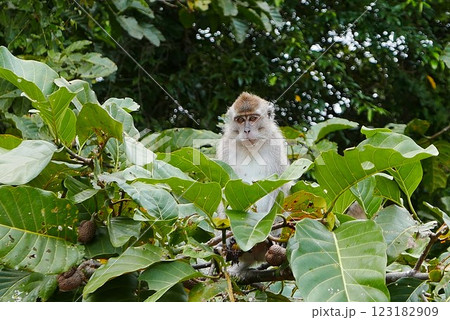 The Kinabatangan river is one of the best and most easily accessible places to see wildlife in Asia! Including so much of Sabah's most sought after wildlife: Orang-utans, proboscis monkeys. 123182909