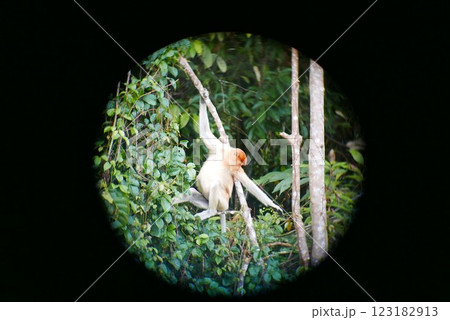 The Kinabatangan river is one of the best and most easily accessible places to see wildlife in Asia! Including so much of Sabah's most sought after wildlife: Orang-utans, proboscis monkeys. 123182913