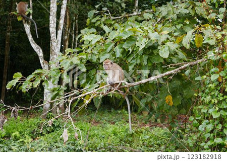 The Kinabatangan river is one of the best and most easily accessible places to see wildlife in Asia! Including so much of Sabah's most sought after wildlife: Orang-utans, proboscis monkeys. 123182918