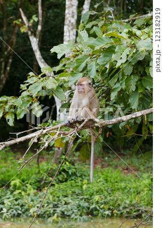 The Kinabatangan river is one of the best and most easily accessible places to see wildlife in Asia! Including so much of Sabah's most sought after wildlife: Orang-utans, proboscis monkeys. The Kinabatangan river is one of the best and most easily accessible places to see wildlife in Asia! Including so much of Sabah's most sought after wildlife: Orang-utans, proboscis monkeys. 123182919