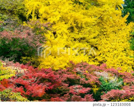 黄葉と紅葉の対比が鮮やかな秋晴れに映える紅葉 黄葉と紅葉の対比が鮮やかな秋晴れに映える紅葉 123183008