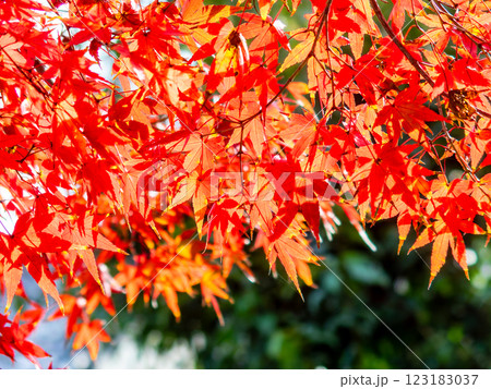 秋晴れに映える鮮やかに色づいた紅葉 秋晴れに映える鮮やかに色づいた紅葉 123183037
