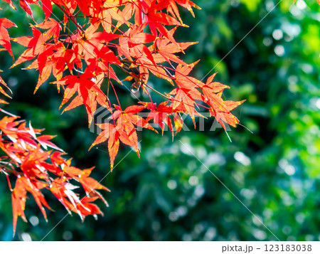 秋晴れに映える鮮やかに色づいた紅葉 秋晴れに映える鮮やかに色づいた紅葉 123183038