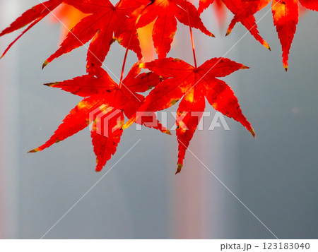 秋晴れに映える鮮やかに色づいた紅葉 123183040