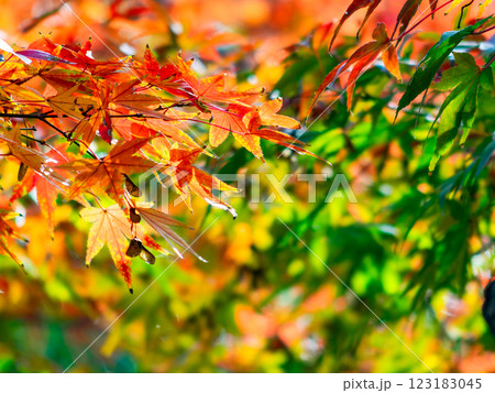 秋晴れに映える鮮やかに色づいた紅葉 秋晴れに映える鮮やかに色づいた紅葉 123183045
