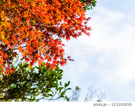 秋晴れに映える鮮やかに色づいた紅葉 123183050