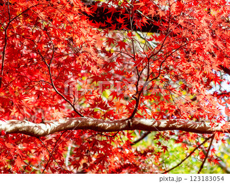 秋晴れに映える鮮やかに色づいた紅葉 秋晴れに映える鮮やかに色づいた紅葉 123183054