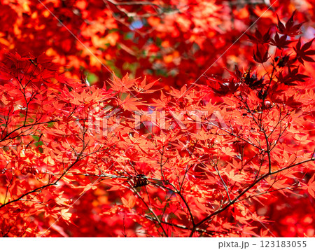 秋晴れに映える鮮やかに色づいた紅葉 123183055