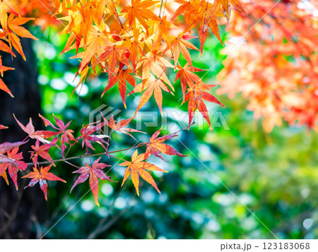 秋晴れに映える鮮やかに色づいた紅葉 123183068