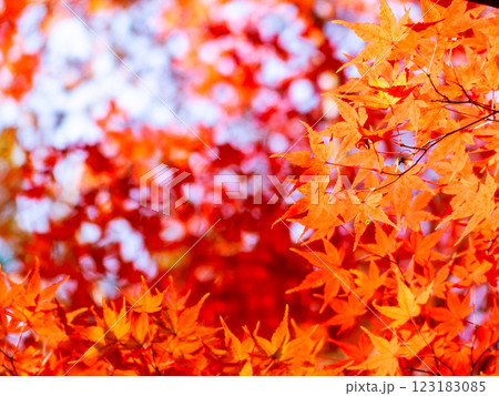 秋晴れに映える鮮やかに色づいた紅葉 秋晴れに映える鮮やかに色づいた紅葉 123183085