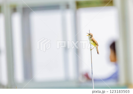 ヨシキリ ヨシキリ 123183503