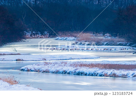 タンチョウ 123183724