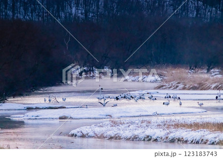 タンチョウ 123183743