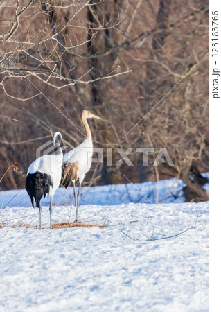 タンチョウの幼鳥 123183766