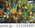 くちなしの木（横） 123183899