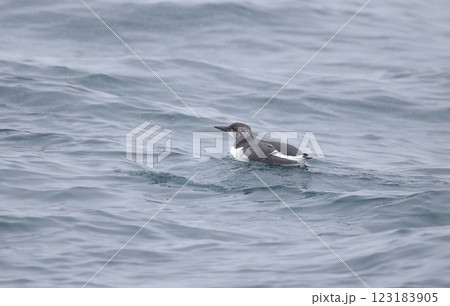 換羽中のウミガラス 123183905