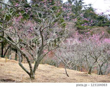 梅林にて 123184063