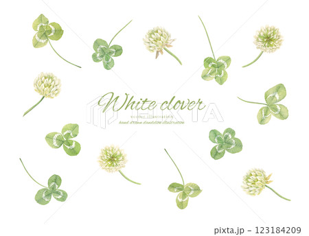水彩で描いた水彩クローバーとシロツメグサのカットイラスト 123184209