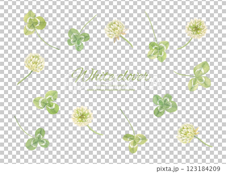 水彩畫的三葉草與白三葉草卡通畫 123184209