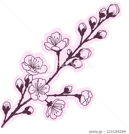 Cherry flower blossom, botanical art. Spring almond, sakura, branch, hand draw doodle line art illustration. colored black ink art, isolated on white background. Realistic floral bloom sketch. 123184294