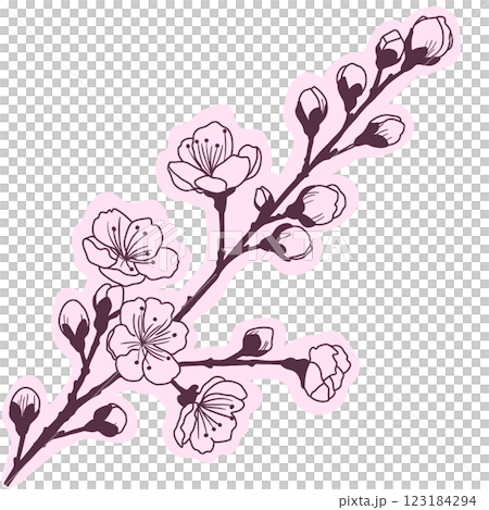 Cherry flower blossom, botanical art. Spring almond, sakura, branch, hand draw doodle line art illustration. colored black ink art, isolated on white background. Realistic floral bloom sketch. 123184294