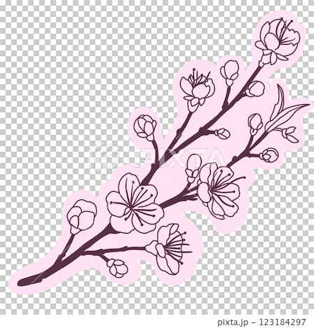 Cherry flower blossom, botanical art. Spring almond, sakura, branch, hand draw doodle line art illustration. colored black ink art, isolated on white background. Realistic floral bloom sketch. 123184297