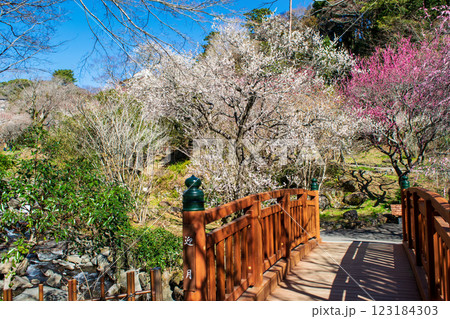 静岡県熱海市　熱海梅園　迎月橋（げいげつばし）と梅林　早咲きの梅 123184303
