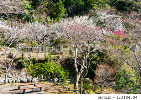静岡県熱海市　熱海梅園　ホタルの川付近の梅林　早咲きの梅 123184304