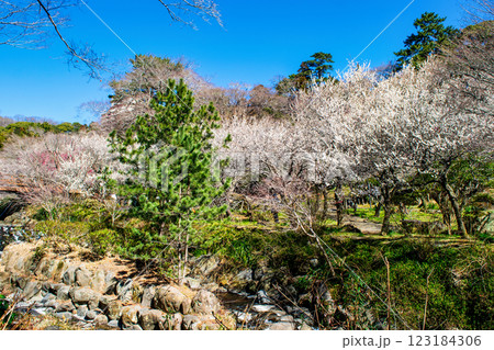 静岡県熱海市 熱海梅園 雙眉橋(そうびばし)付近の初川と梅林 早咲きの梅 静岡県熱海市 熱海梅園 雙眉橋(そうびばし)付近の初川と梅林 早咲きの梅 123184306