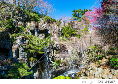 静岡県熱海市　熱海梅園　梅見の滝　早咲きの梅 123184307