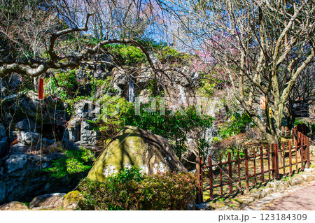 静岡県熱海市　熱海梅園　梅見の滝　早咲きの梅 123184309