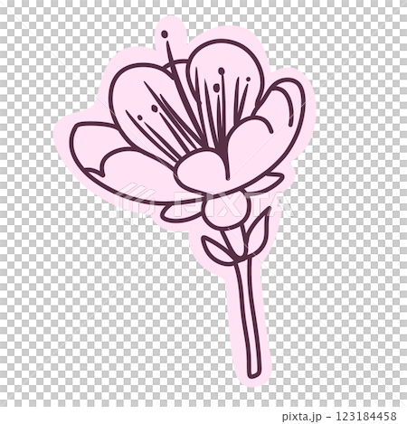 Cherry flower blossom, botanical art. Spring almond, sakura, branch, hand draw doodle line art illustration. colored black ink art, isolated on white background. Realistic floral bloom sketch. 123184458