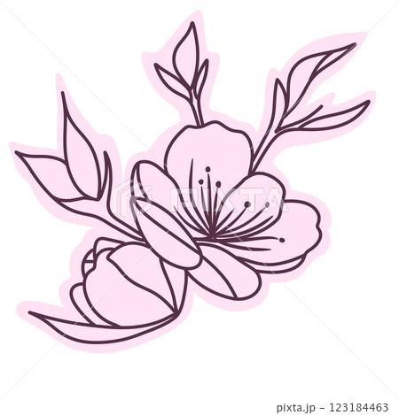 Cherry flower blossom, botanical art. Spring almond, sakura, branch, hand draw doodle line art illustration. colored black ink art, isolated on white background. Realistic floral bloom sketch. 123184463