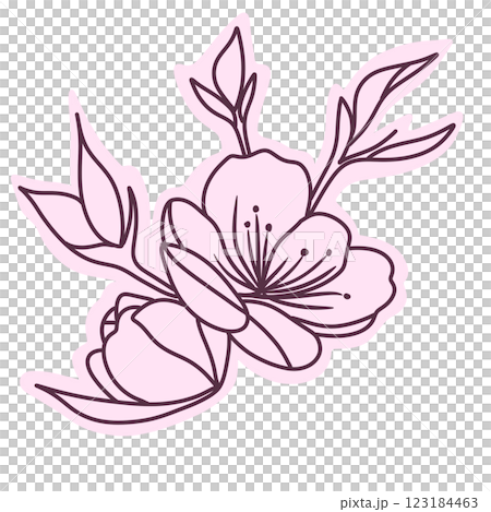 Cherry flower blossom, botanical art. Spring almond, sakura, branch, hand draw doodle line art illustration. colored black ink art, isolated on white background. Realistic floral bloom sketch. 123184463