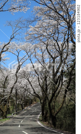 桜のトンネル　笠間市　北山公園 123184902