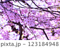 桜の花が咲いています 123184948