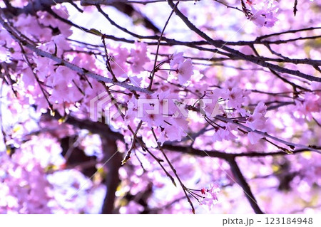 桜の花が咲いています 123184948